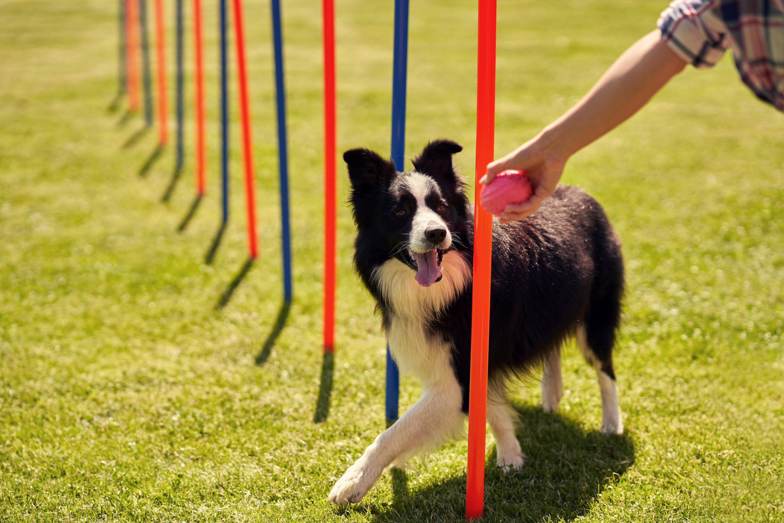 Fun Agility Class The Surrey Dog Training Company
